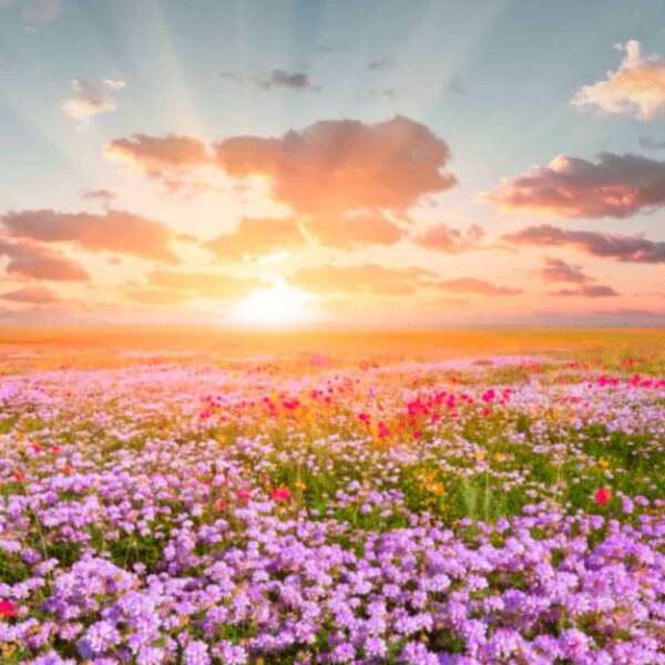 Pay it Forward <br> A New Human Being. A New World.