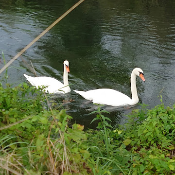 Profile photo of Ellen Alexandra Mast