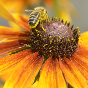 Profile photo of orangeray-20214178