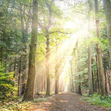 Profile photo of tamunoboma2002